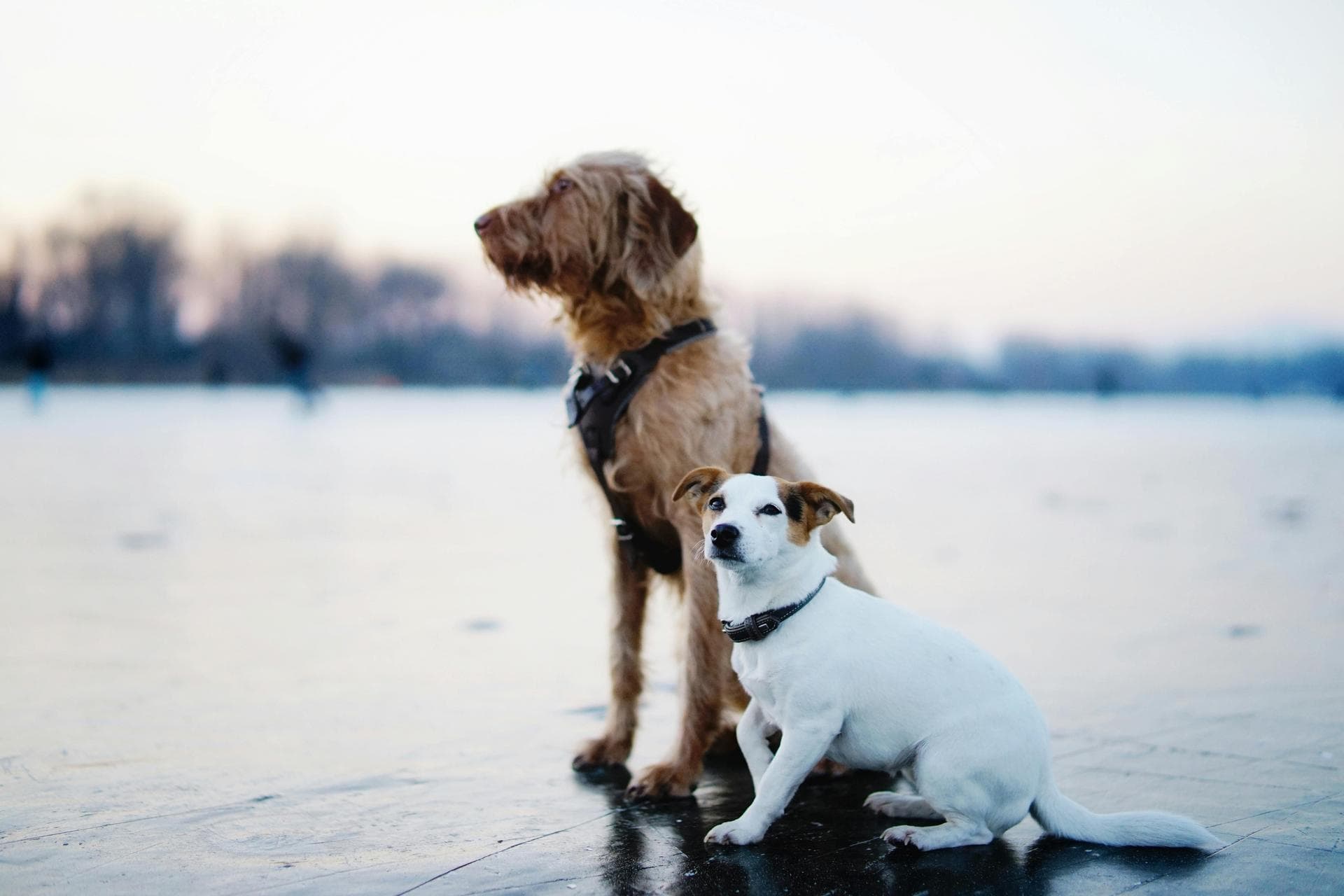 Specialist Vets in Tempe
