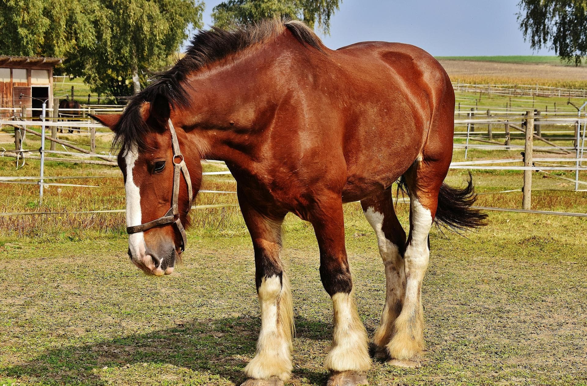 Specialist Vets in Tempe